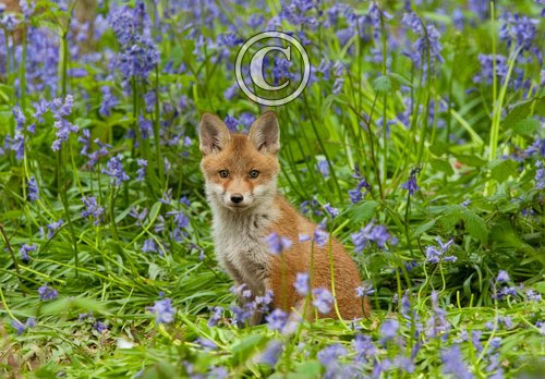 Fox Cub 3 DM0253